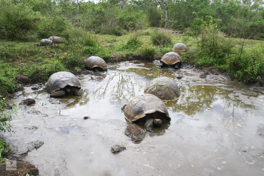 Kuppelschildkröten